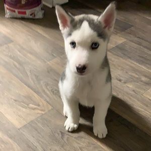 Meet your Posher, Ian